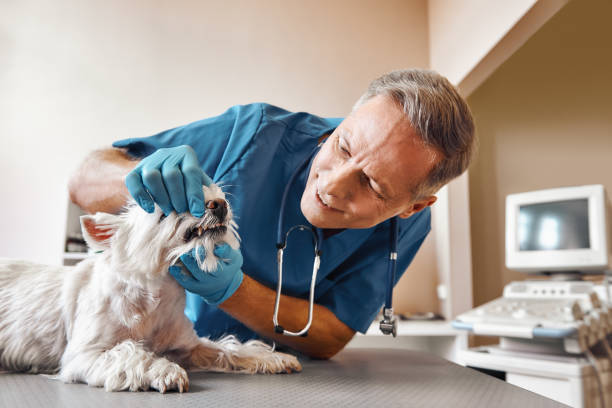 Best Broken or Chipped Tooth Repair in Durand, WI